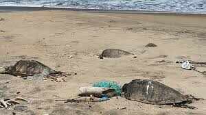 50க்கும் மேற்பட்ட கடல் ஆமைகள் இறந்த நிலையில் கரை ஒதுங்கின... பீதியில் மீனவர்கள்!