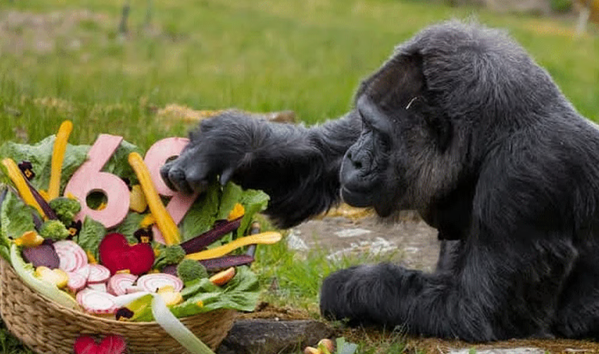 பெர்லின் 'பாட்டி' கொரில்லாவுக்கு 69 வயசு... கின்னஸ் சாதனையுடன் கெத்து காட்டும் 'பாதூ'!