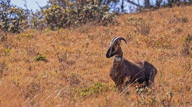 சோகம்... ‘ரேடியோ காலர்’ பொருத்தி கண்காணிக்கப்பட்ட வரையாடு உயிரிழப்பு!