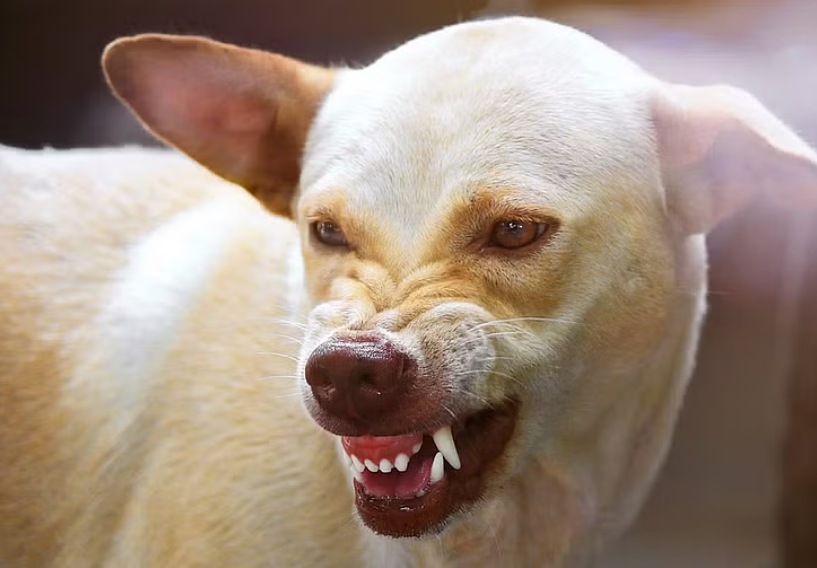 தொடரும் பயங்கரம்... தெருநாய் கடித்து குதறியதில் சிறுவன் பலி!