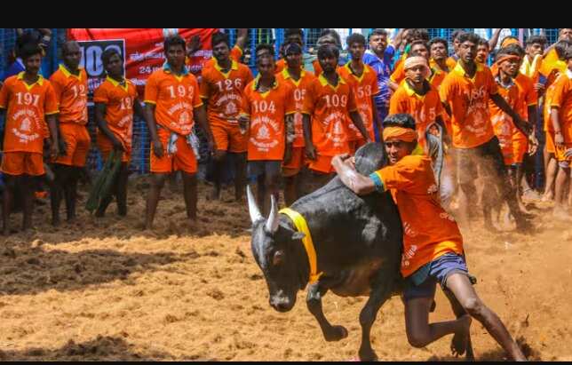 ஜல்லிக்கட்டு வழக்கில் 57 பேர் விடுதலை… மதுரை நீதிமன்றம் பரபரப்பு தீர்ப்பு!