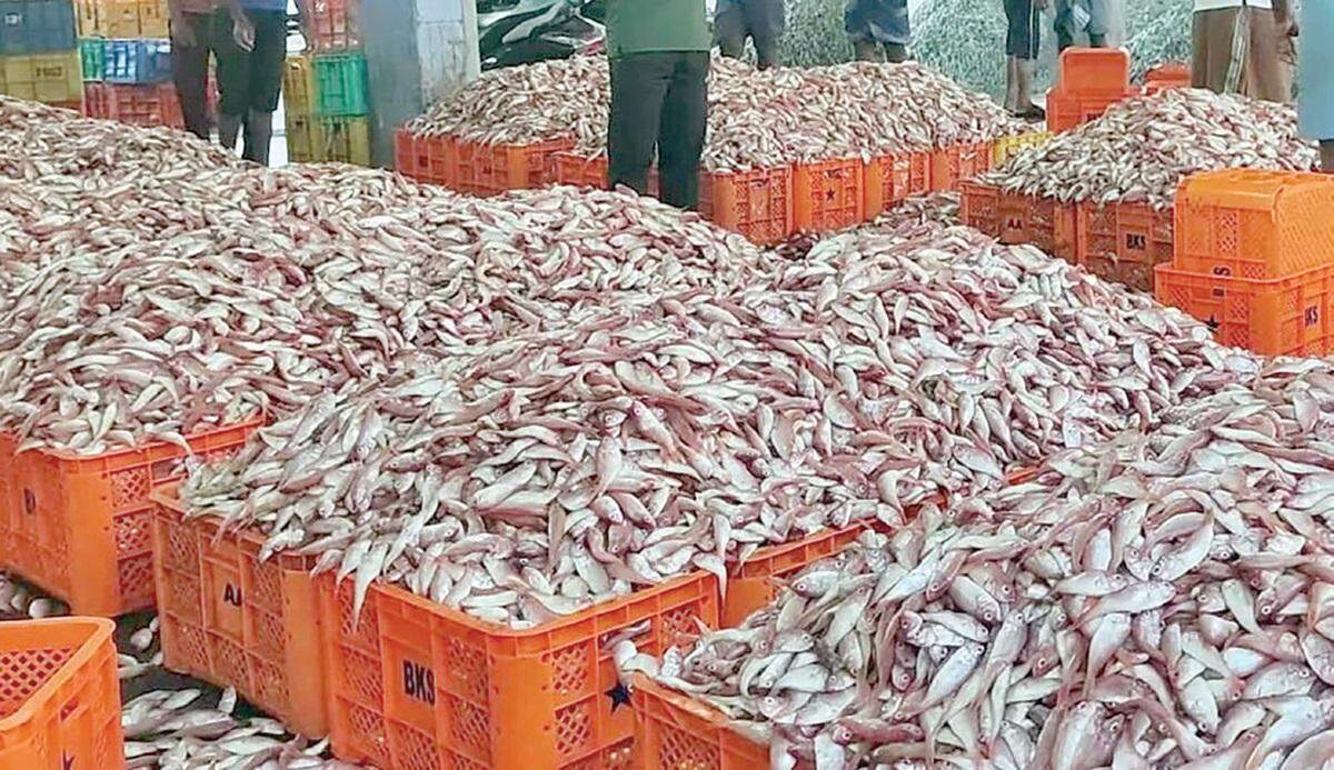 எல்லா விரதங்களும் முடிஞ்சுடுச்சு... மீன்கள் விலை உயர்வால் மீனவர்கள் மகிழ்ச்சி!