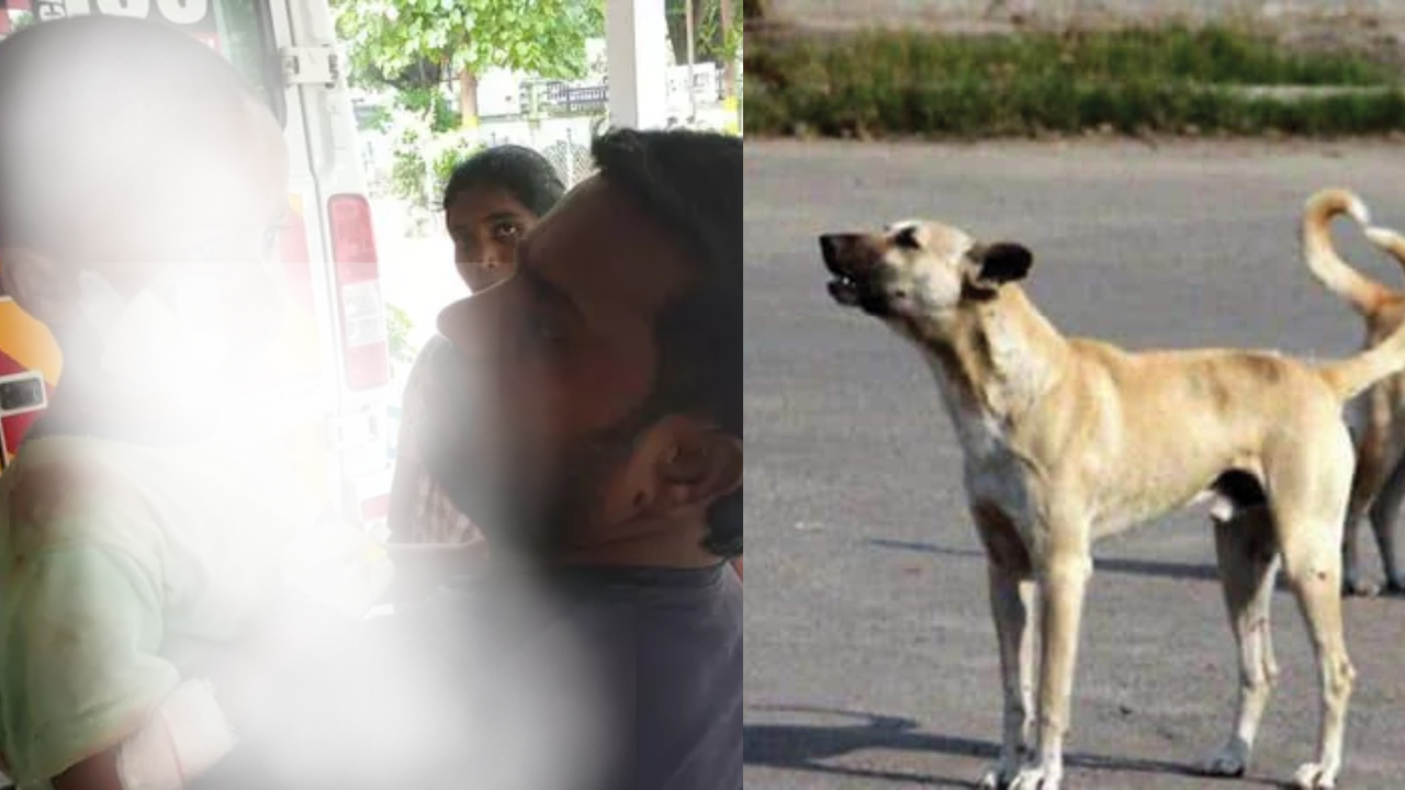 தமிழகத்தில் தொடரும் அவலம்... வெறிநாய் கடித்ததில் 6 பேர் மருத்துவமனையில் அனுமதி!