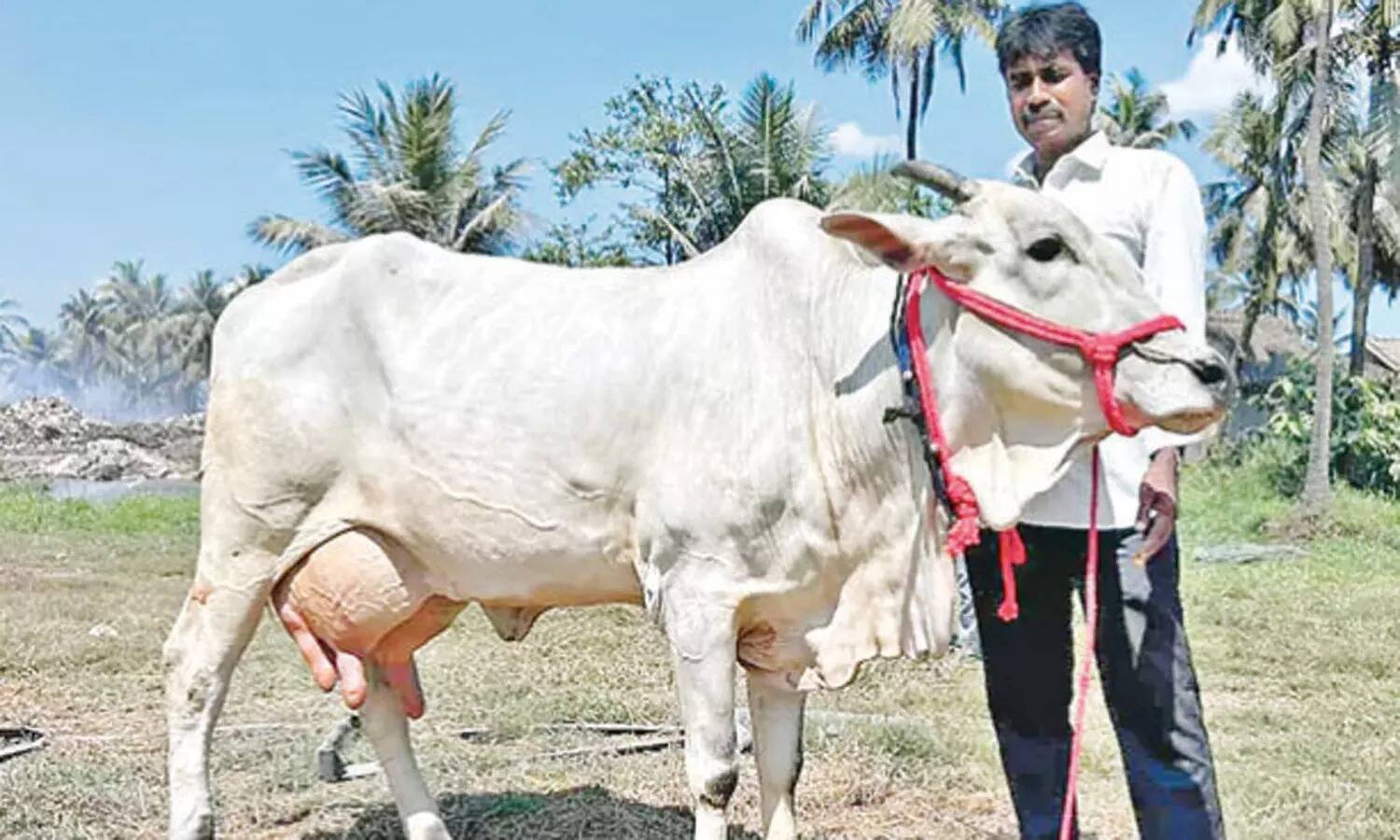 தினமும் 20 லிட்டர் பால் கறக்கும் பசு... உற்சாகத்தில் விவசாயி!