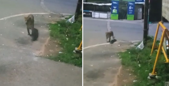 அரசு கல்லூரியில் சிறுத்தை நடமாட்டம்!