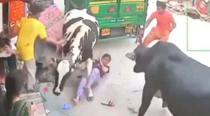 மாடுகள் சண்டையில் மாட்டிக்கொண்ட சிறுமிகள்.. பகீர் வீடியோ வைரல்!