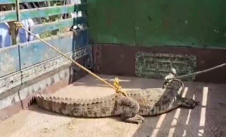 அச்சச்சோ... சிறுத்தையைத் தொடர்ந்து குடியிருப்பு பகுதியில் பதுங்கிய முதலை... தெறித்து ஓடிய பொதுமக்கள்!