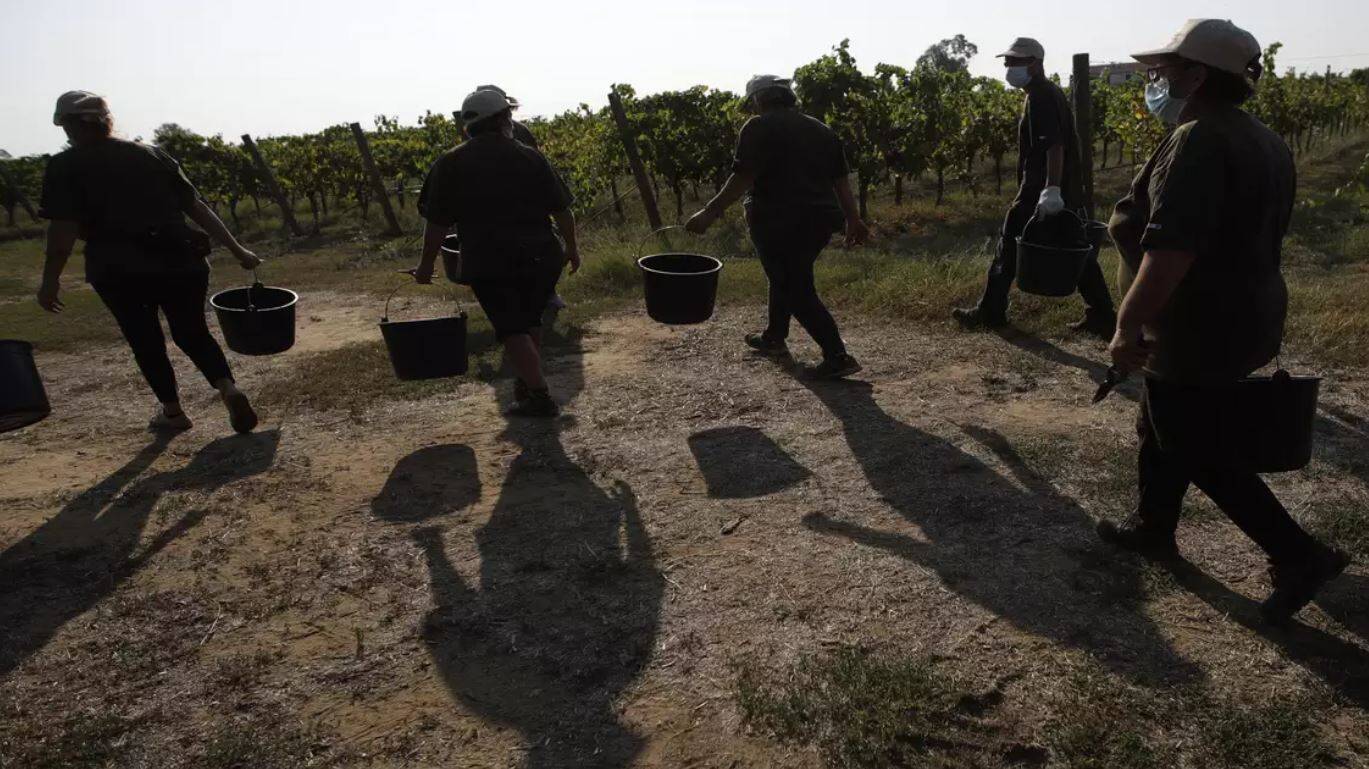 இத்தாலி பண்ணைகளில் அடிமைகளாக பணிபுரிந்த இந்தியர்கள்.. 33 தொழிலாளர்கள் விடுவிப்பு!