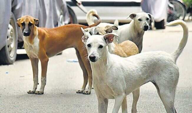 நாய்கள் கடித்ததில் 5 வயது சிறுமி கவலைக்கிடம்... பெரும் சோகம்!