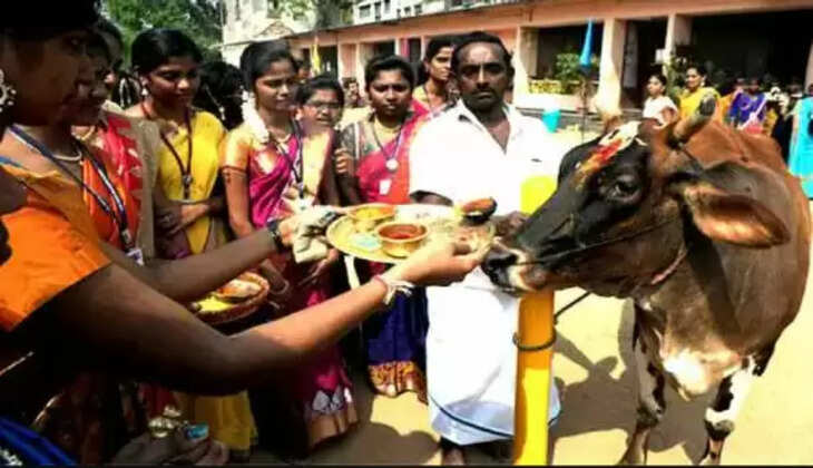 மாடு மாட்டு பொங்கல்