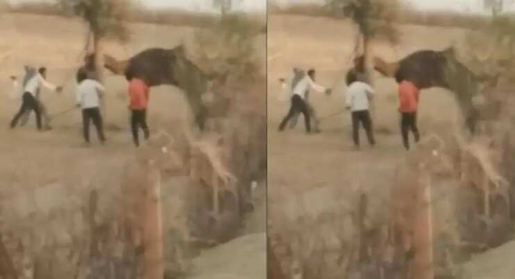 கதறி துடித்த பரிதாபம்.. ஒட்டகத்தை மரத்தில் கட்டிவைத்து அடித்தே கொன்ற கிராம மக்கள் !!