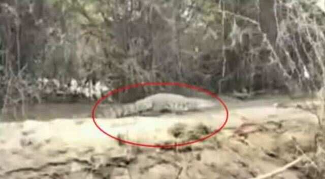 அரியலூரில் பரபரப்பு... ஆடு மேய்த்த பெண்ணை கடித்து குதறிய முதலை!