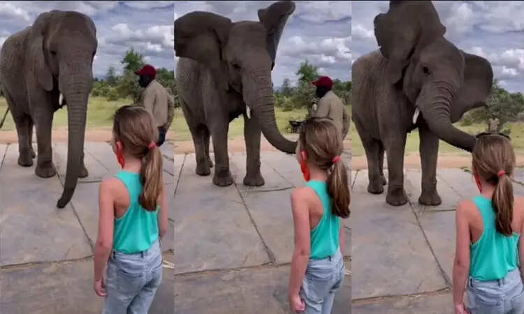 வீடியோ!! அப்படி போடு!! சிறுமிக்கு போட்டியாக தானும் குத்தாட்டம் போட்ட யானை!!