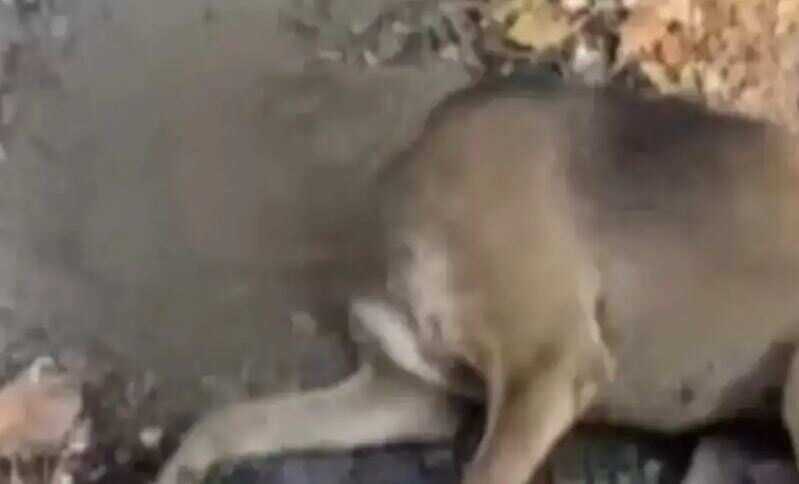 மதுரையில் கொடூரம்... கோவில் காவல் நாயை அரிவாளால் வெட்டிக் கொன்ற வாலிபர்!