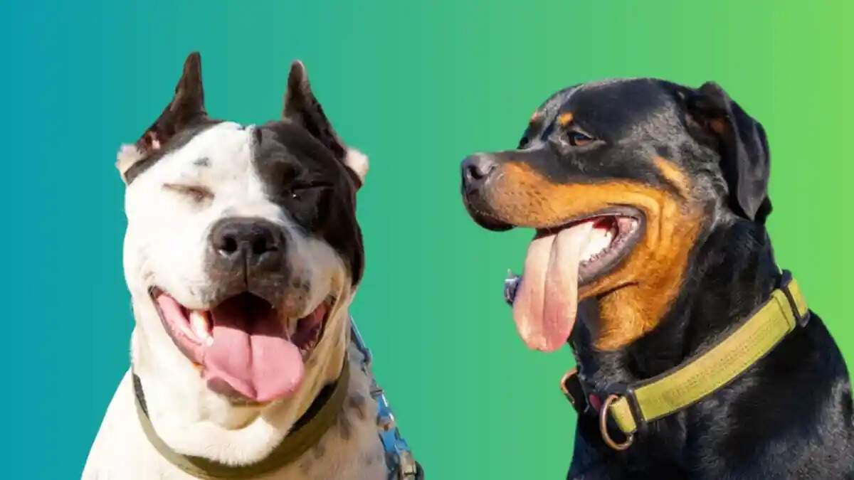 ராட்வீலர், பிட்புல்ஸ் நாய் இனங்களுக்கு தடை ... அமைச்சரவை ஒப்புதல்!