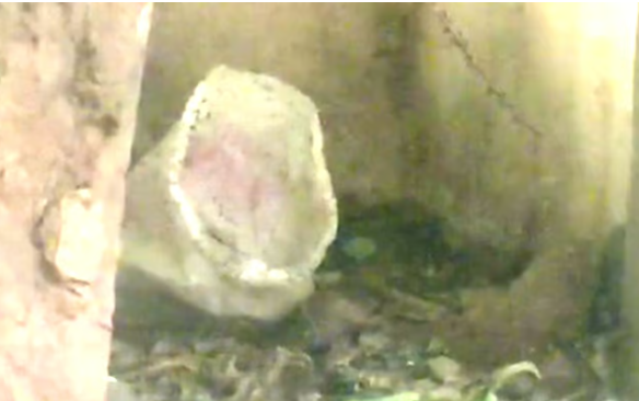 பகீர்... 2 நாளா காணல... 7 வயது சிறுமி சாக்கு மூட்டையில் சடலமாக மீட்பு!