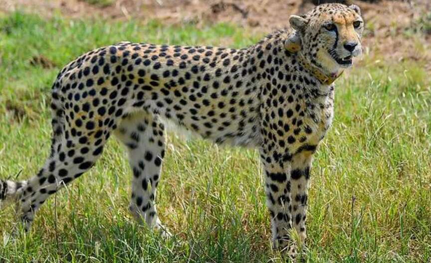 பூங்காவில் இருந்து சிவிங்கிப் புலி தப்பியோட்டம்.. அச்சத்தில் மக்கள் !!