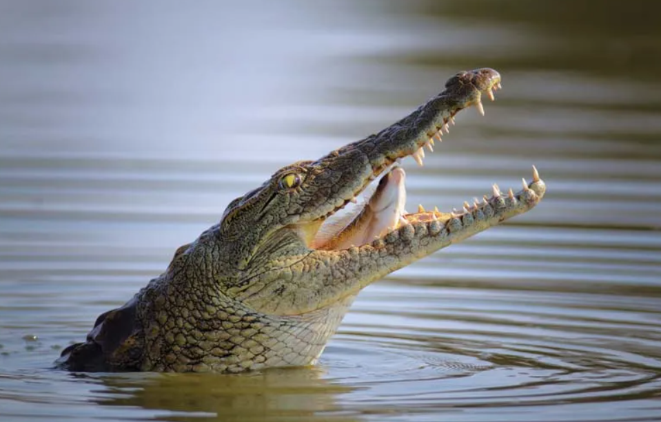 பகீர்... பேச முடியாத 6 வயது மகனை முதலைகள் கால்வாயில் வீசிய தாய்!