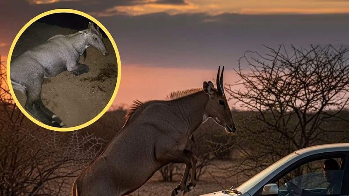 ஓடும் காரில் மான் மோதியதில் 4 வயது சிறுமி பலி!