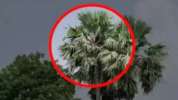 பனை மரம்