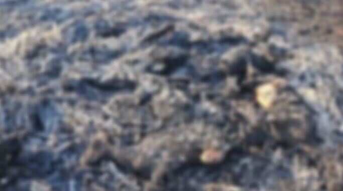 45 ஆட்டுகுட்டிகள் தீயில் கருகி பரிதாபமாக உயிரிழந்த சோகம்... மர்ம நபர்கள் வெறிச்செயல்!