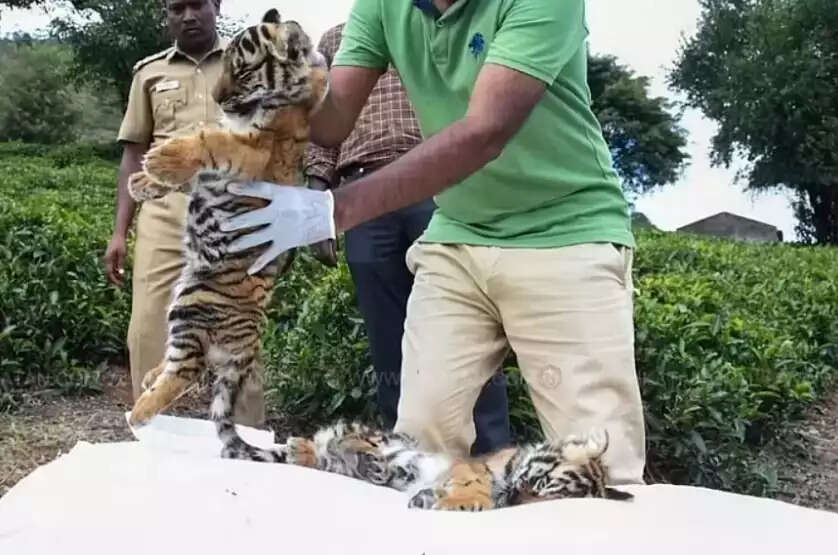 மேலும் 2 குட்டிபுலிகள் உயிரிழப்பு..!! அடுத்தடுத்து சோகம்!!