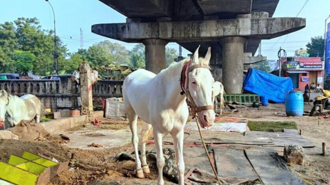 குதிரை சவாரிக்கு கட்டுப்பாடு… தமிழக அரசு புதிய விதிமுறைகள்!