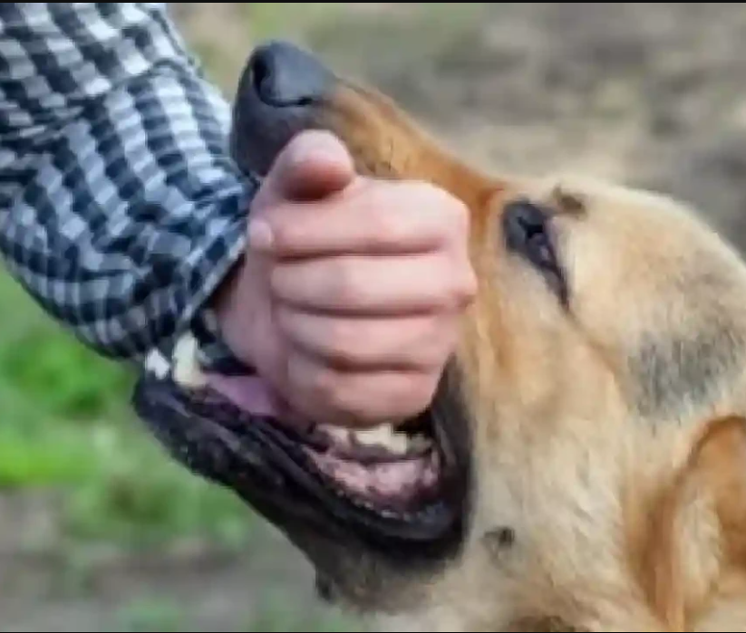 3 வயது சிறுவன் தெருநாய் கடித்து பலி... தொடரும் சோகம்!