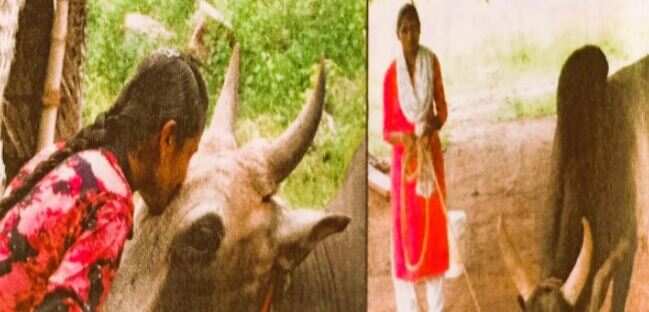 ஜல்லிக்கட்டு காளைகளை வீரமாக வளர்க்கும் வீர மங்கைகள்.. நெகிழ வைக்கும் கல்லூரி மாணவிகள் செயல்..!!