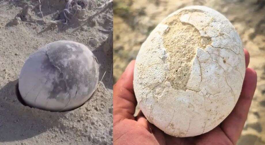 70 மில்லியன் ஆண்டுகளுக்கு முந்தைய டைனோசர் முட்டை தென் அமெரிக்காவில் கண்டுப்பிடிப்பு... சிதையாமல் இருக்கும் கரு - வியப்பில் விஞ்ஞானிகள் -