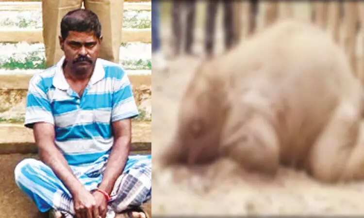 நாட்டு வெடியை கடித்து உயிரிழந்த குட்டி யானை... விவசாயி கைது!