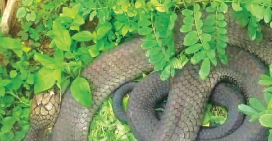 கோயிலாறு அணை வாசலில் சுருண்ட ராஜநாகம்… அச்சத்தில் பொதுமக்கள் !