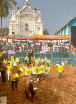 மணப்பாறை புனித இஞ்ஞாசியார் தேவாலயத் திடலில் ஜல்லிக்கட்டு.. 600 காளைகள் பங்கேற்பு!