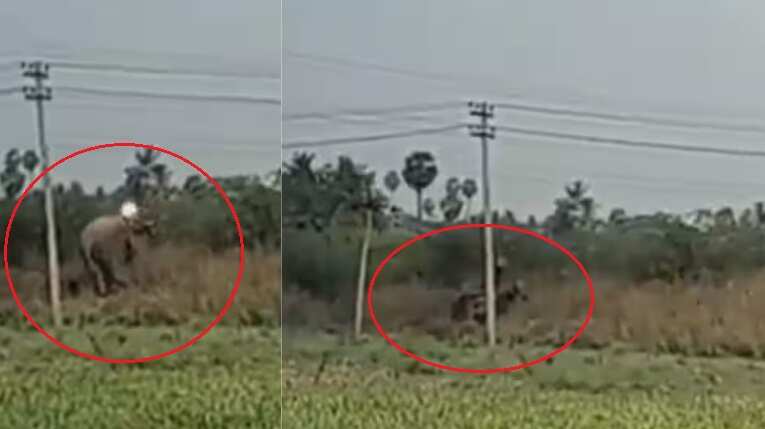 பதறவைக்கும் வீடியோ.. மக்கள் கண்முன்னே சாய்ந்து விழுந்து துடிதுடித்து இறந்த யானை!