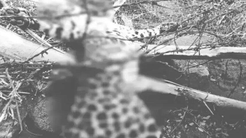 கோவையில் சோகம்... முள்வேலியில் சிக்கி பெண் சிறுத்தை உயிரிழப்பு!