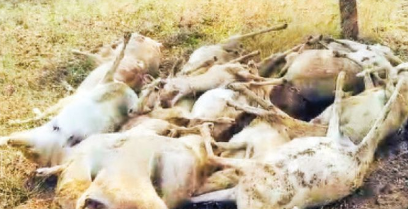 விஷம் கலந்த குடிநீரை குடித்ததால் பெரும் சோகம்… 17 ஆடுகள் பலி!