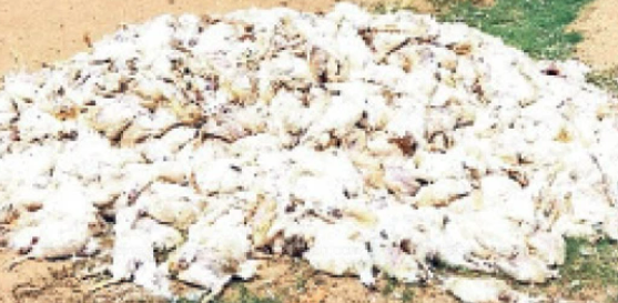குவியல் குவியலாய் ஏரியில் கொட்டப்பட்ட கோழிகள்!! நோய்த்தொற்று ஏற்படும் அபாயம்!!