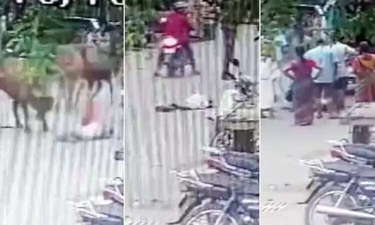 அதிர்ச்சி... சென்னையில் மாடு முட்டியதில் மருத்துவமனையில் அனுமதிக்கப்பட்டவர்... சிகிச்சை பலனின்றி மரணம்!