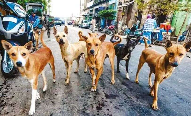 கொடூரம்: தேர்தல் வாக்குறுதிக்காக 900 தெருநாய்கள் படுகொலை!