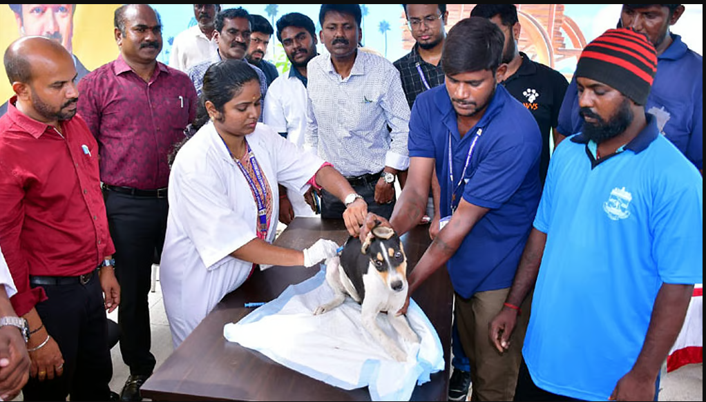 சென்னையில் 2 லட்சம் தெருநாய்களுக்கு ரேபிஸ் தடுப்பூசி முகாம் !
