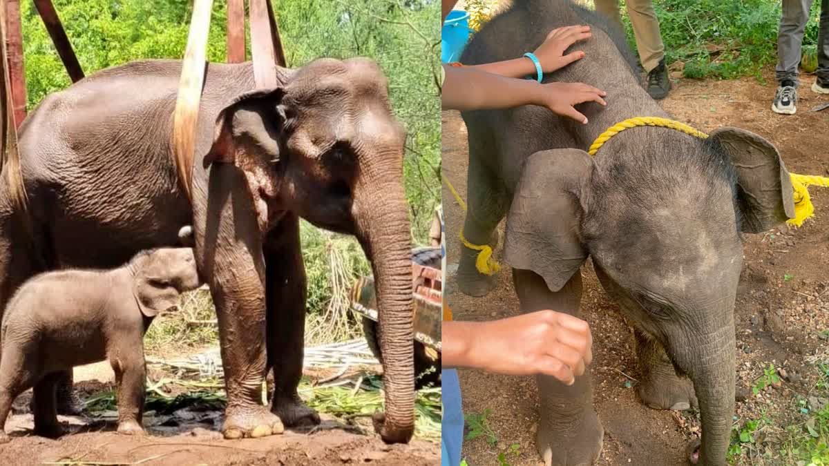 நெகிழ்ச்சி வீடியோ... தாயைப் பிரிந்த யானைக்குட்டியை மீண்டும் சேர்த்த வனத்துறையினர்!