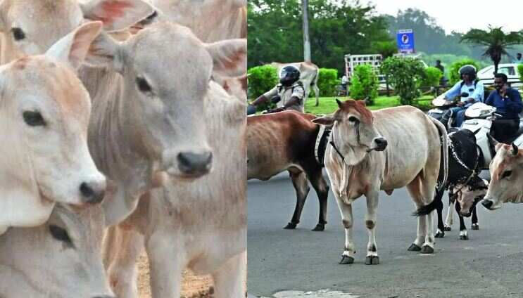 உஷார்... செல்லப் பிராணிகளுக்கு உரிமம் இல்லைன்னா ரூ.5,000 அபராதம்.. சென்னை மாநகராட்சி கடும் நடவடிக்கை!