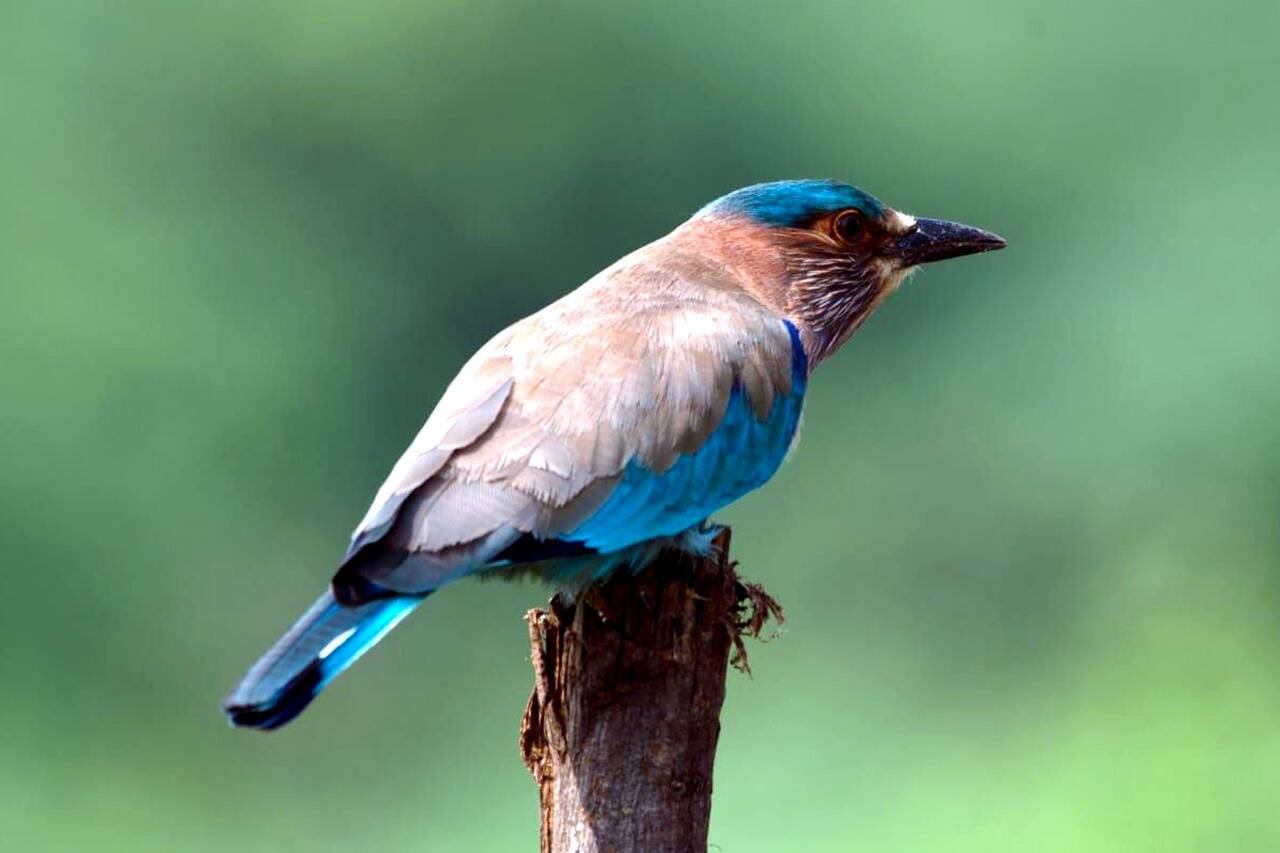 பறவைகள் கணக்கெடுப்பு... புகைப்பட கலைஞர்களுக்கு அழைப்பு!