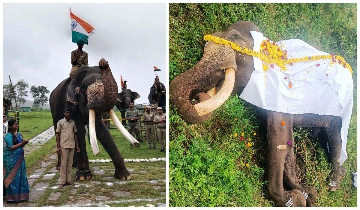 முதுமலை முகாமில் சந்தோஷ் யானை உயிரிழப்பு.. வனத்துறையினர் சோகம்!