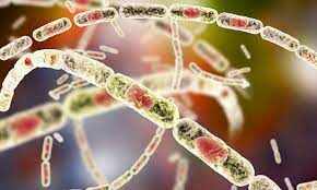 அடுத்த அதிர்ச்சி!! ஆந்த்ராக்ஸ் பரவல் அதிகரிப்பு!! அச்சத்தில் சுகாதாரத்துறை!!