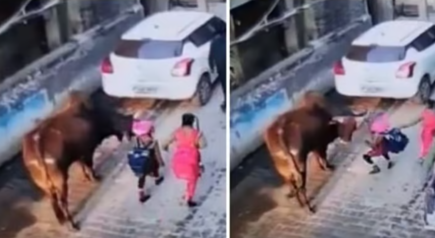 பகீர் வீடியோ... சிறுமியை கொம்பினால் தூக்கி எறிந்த மாடு... !