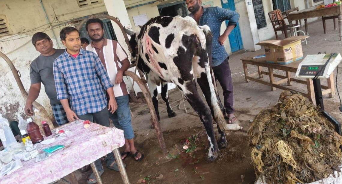 பகீர்... நடுரோட்டில் மயங்கிய பசு வயிற்றிலிருந்து 52 கிலோ பிளாஸ்டிக் கழிவுகள்!