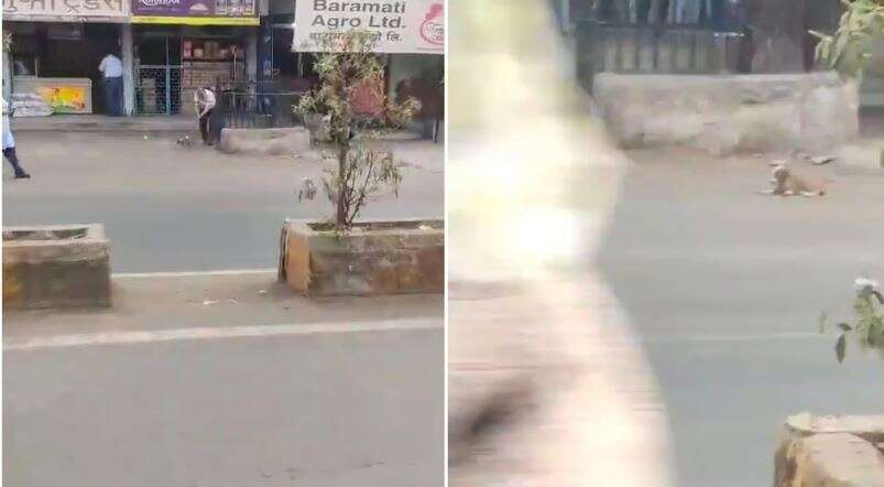 Heart Breaking Video: நாய்க்குட்டியை இரும்பு ராடால் கொடூரமாக தாக்கும் நபர்!