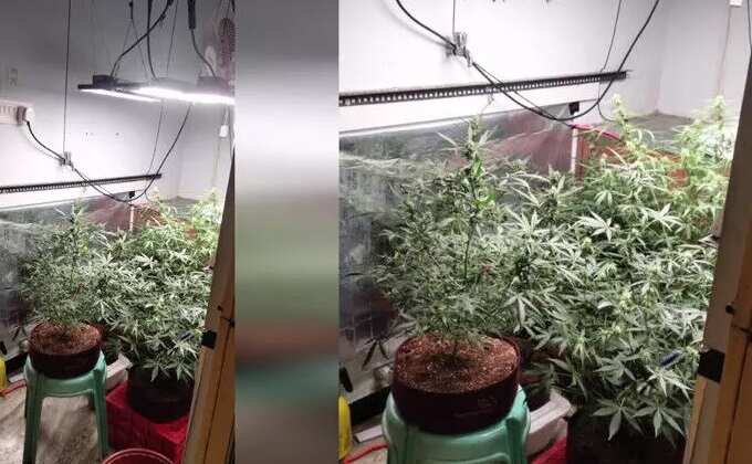 ஏசி ரூமுக்குள் கஞ்சா தோட்டம்..!! தட்டி தூக்கிய காவல்துறை!!