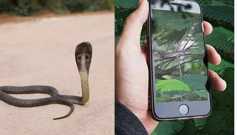 பாம்புடன் செல்பி எடுக்க முயன்று இளைஞர் பலி... பிறந்தநாளில் சோகம்!